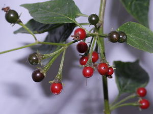 کاپسیکوم اکزمیوم